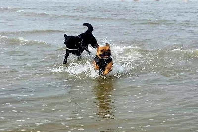 Strandnähes Ferienhaus mit Hunden!