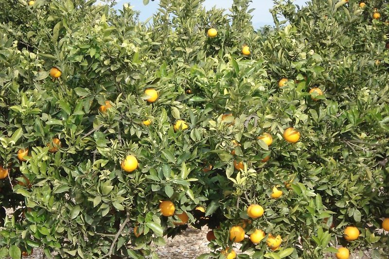 Orangenbäume an der Costa del Azahar