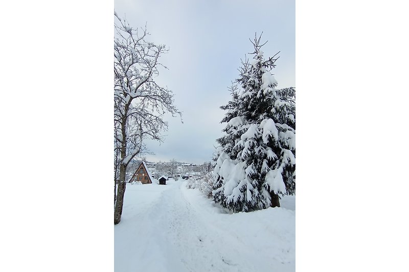 Winterlicher Wald mit verschneiten Bäumen und frostiger Atmosphäre.