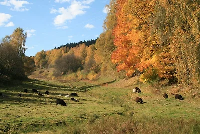 Fe.Häuser mit Rennsteigblick
