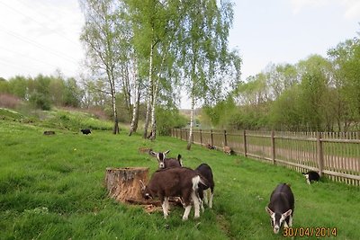 Fe.Häuser mit Rennsteigblick