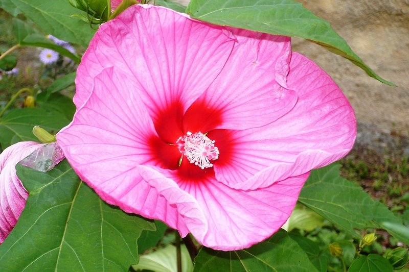 Garten -Detail