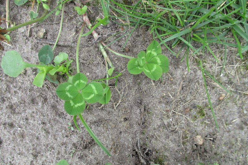 A 4-leaf clover can also be found outdoors :-)
