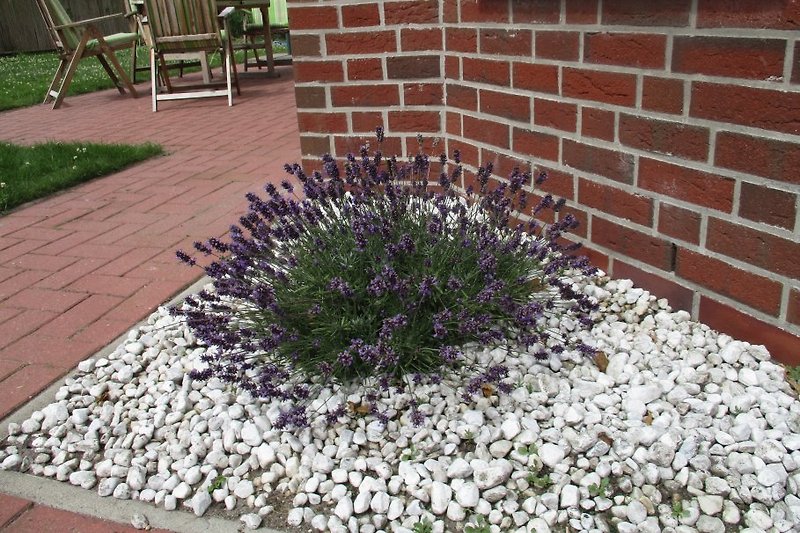 Lavendel im Außenbereich