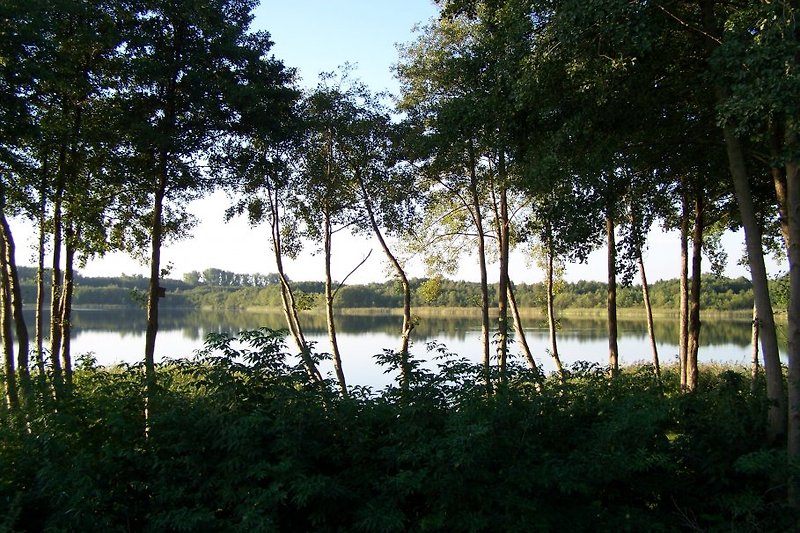 Holzendorfer See, lugares de anidación de ruiseñor, grulla, avetoro, martín pescador y muchas otras especies de aves.