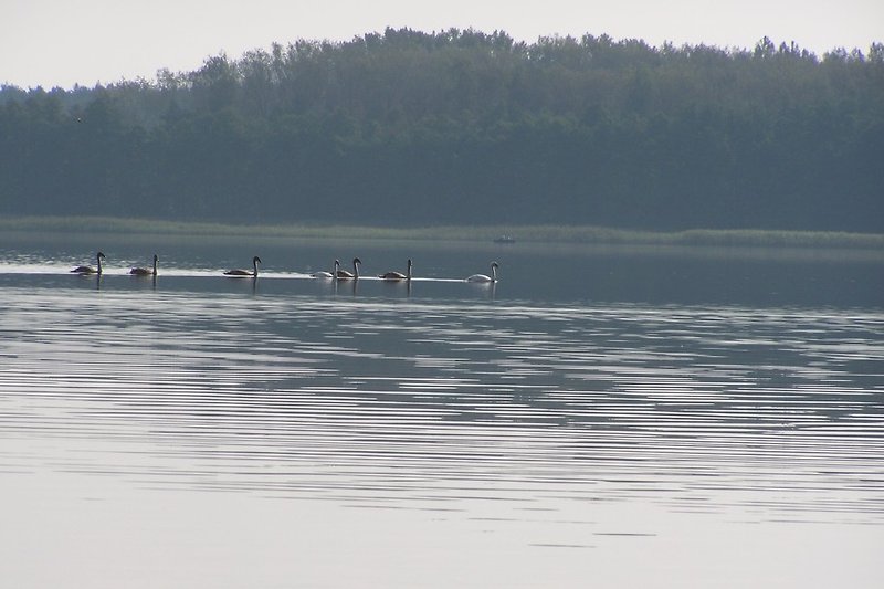 Schwanenfamilie im Herbst auf unserem See