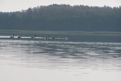 FeWo direkt am See (1 Schlafz.)
