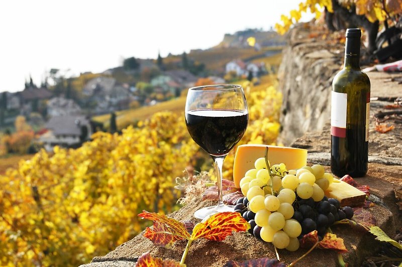 Entdecken Sie das große Angebot an Weingütern in Istrien, ein Muss für Weinliebhaber