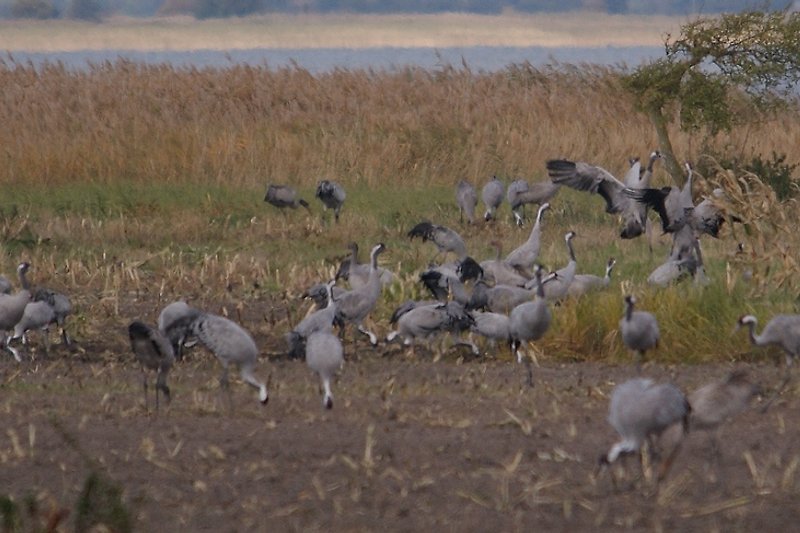 Cranes in autumn