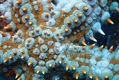 Meerblick Apartment wandern-tauchen