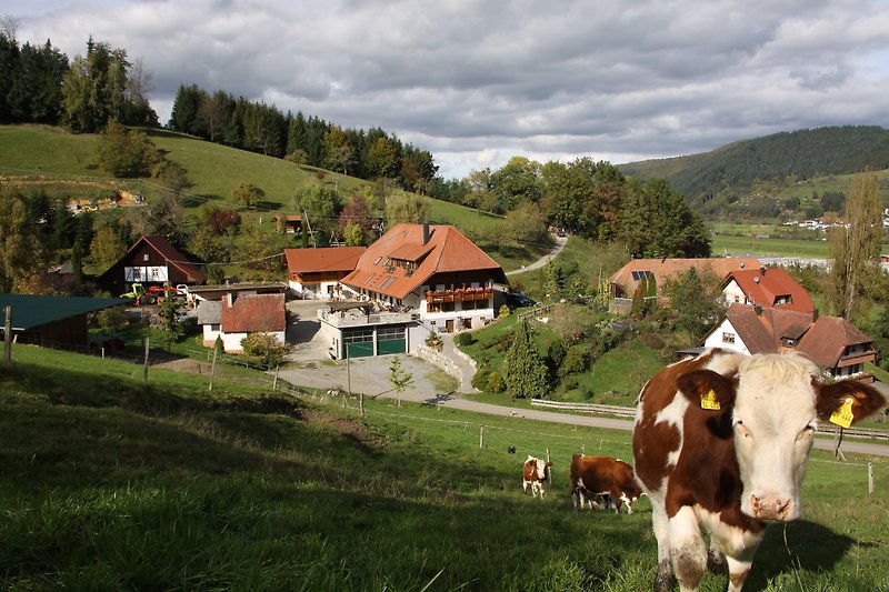 Berglandschaft mit Kühen und Bauernhaus.