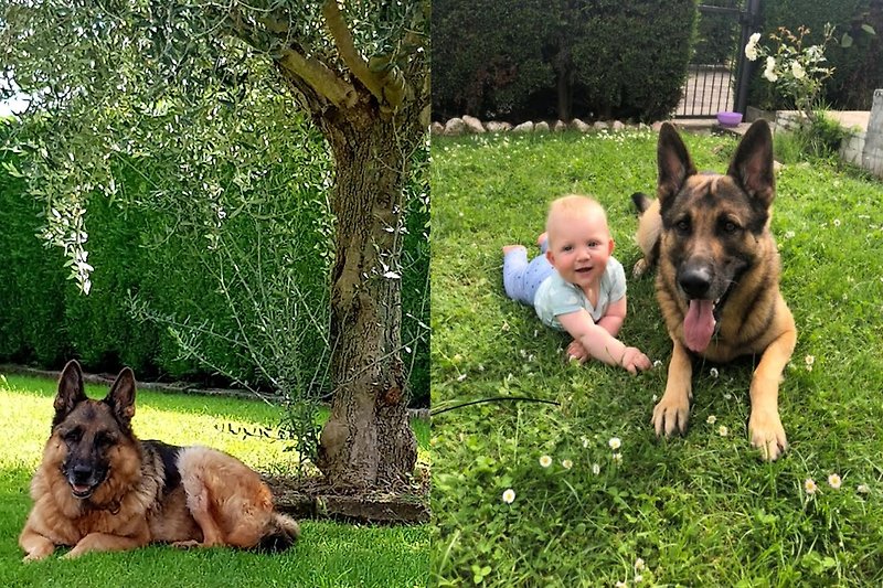 Jahresmaskottchen 2019 sind SAM (links) und REX (im Bild rechts, mit Baby Felix auf der Wiese...)! Wir gratulieren!