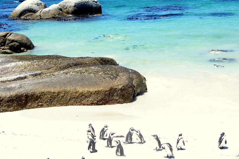 Ausflug Simons Town