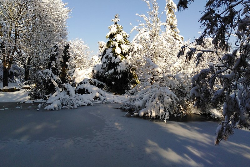 Magnifique paysage du jardin du propriétaire  hivernal avec neige, forêt de conifères et ciel bleu.