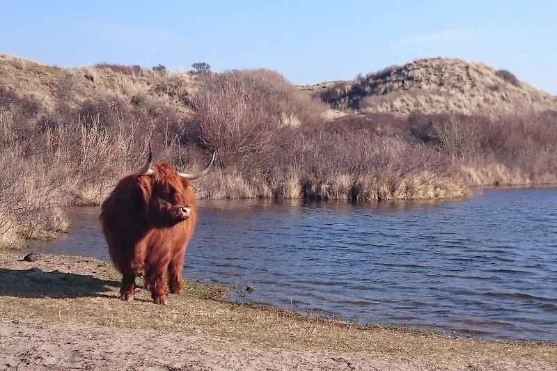 Schottischen Rinderherden im Naturschutzgebiet