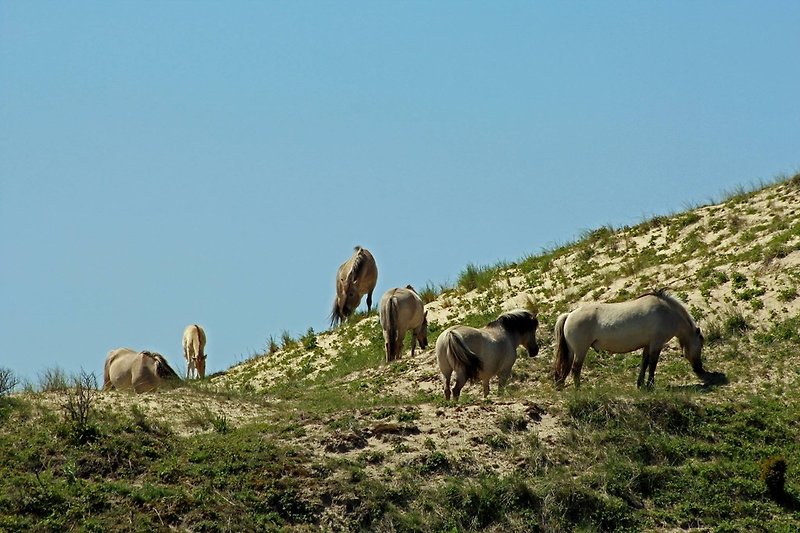 Freilebende Pferde im Naturschutzgebiet