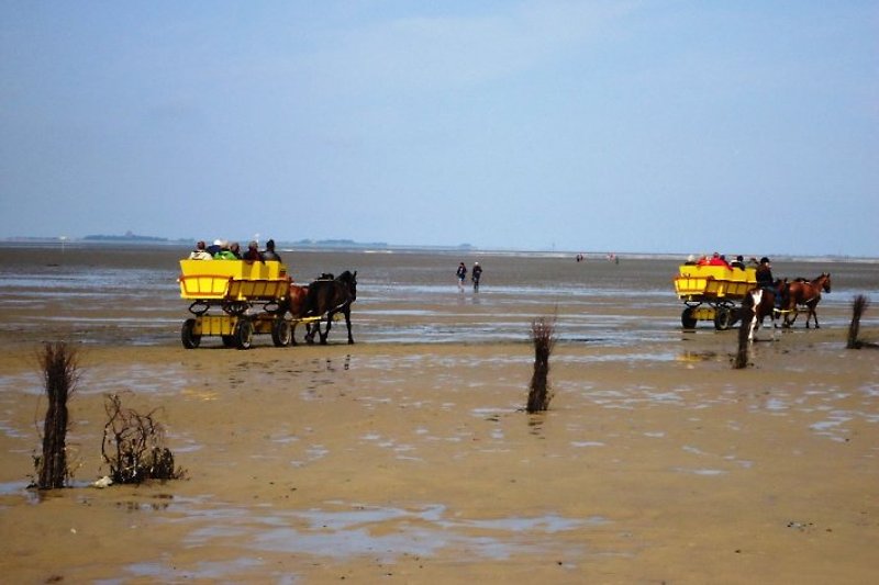 Carri a cavalli per attraversare le zone di bassa marea