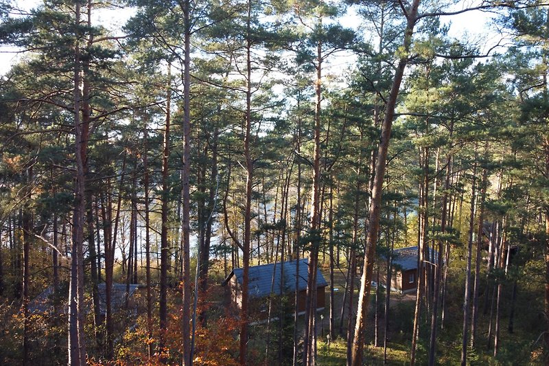Ferienhaus umgeben von Wald und Natur.