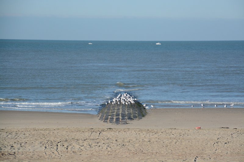 Eine der vielen Buhnen, die die einzelnen Strandabschnitte zeigen