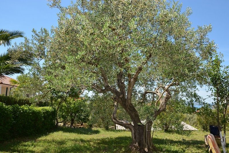 der älteste unserer 180 Olivenbäume
