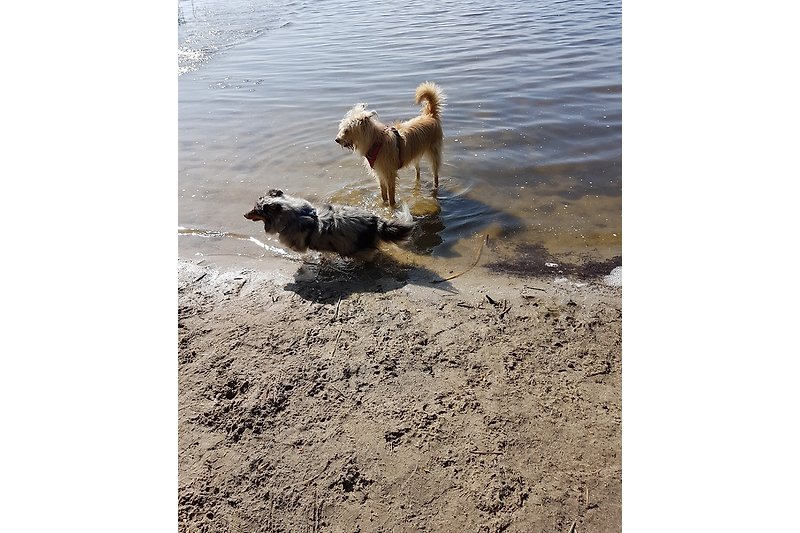 Hunde auf das Strand