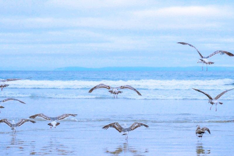 Vogelschwarm über dem Wasser - Natur pur! ?? #Urlaub #Meer