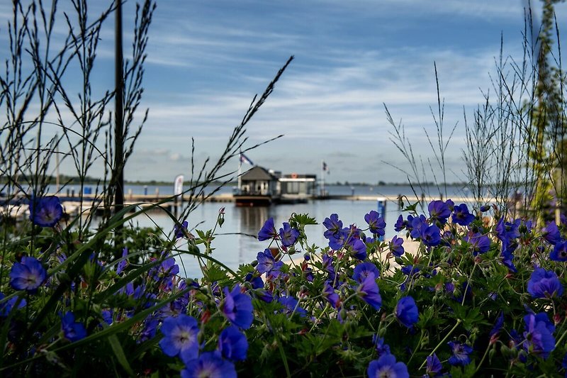 Lila Blumen am Ufer eines Sees mit blauem Himmel und spiegelnder Wasseroberfläche.