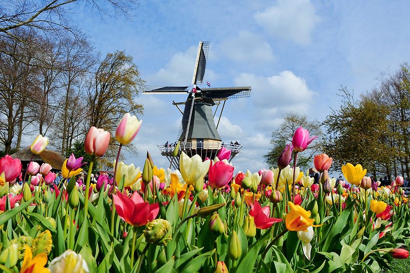 Windmühle auf blühender Wiese mit wilden Blumen und Pflanzen.