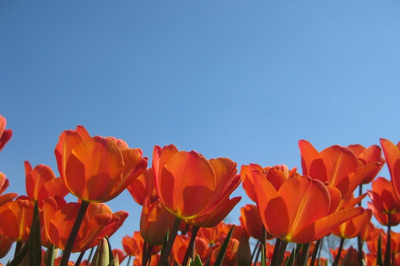 Ein blühendes Feld mit Tulpen