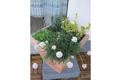 Ferienhaus Käpp'n Blaubär