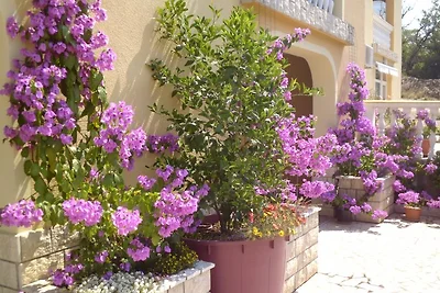 3 Palme Crikvenica