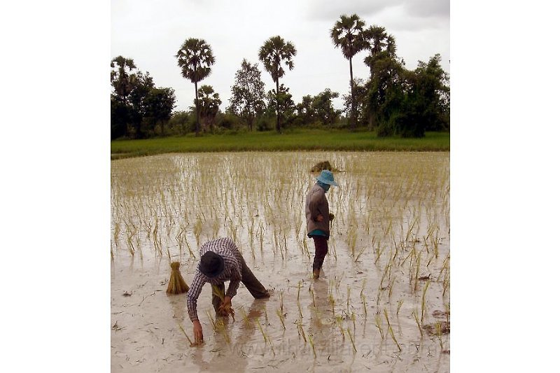 Help out in the rice paddies in season