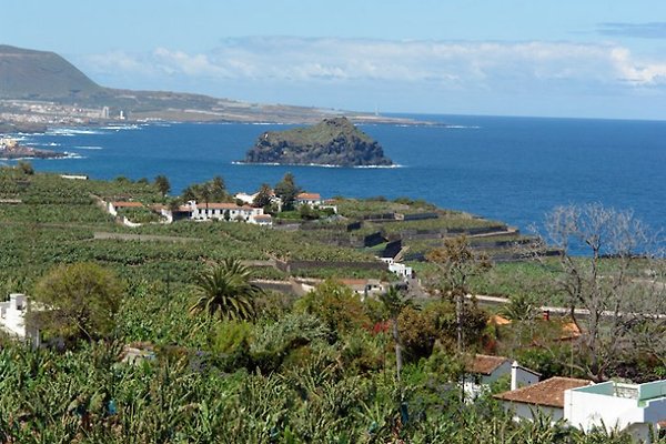 Finca Don Quijote Arriba in Icod de Los Vinos - Firma Teneriffa2000
