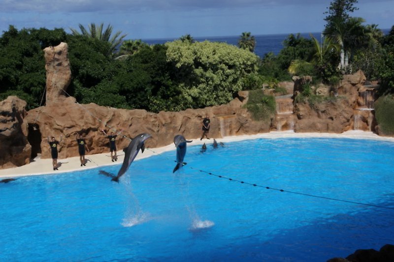 Delfin Show im Loro Parque