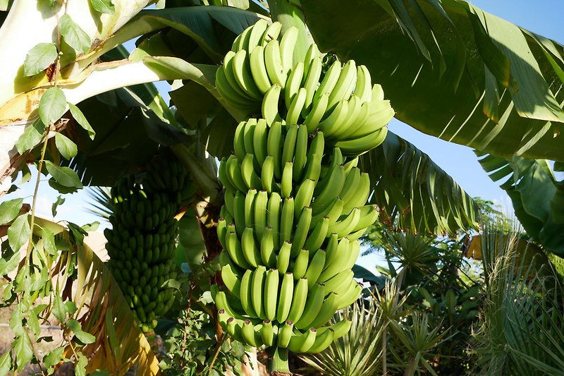 Viele Bananen auf Teneriffa 