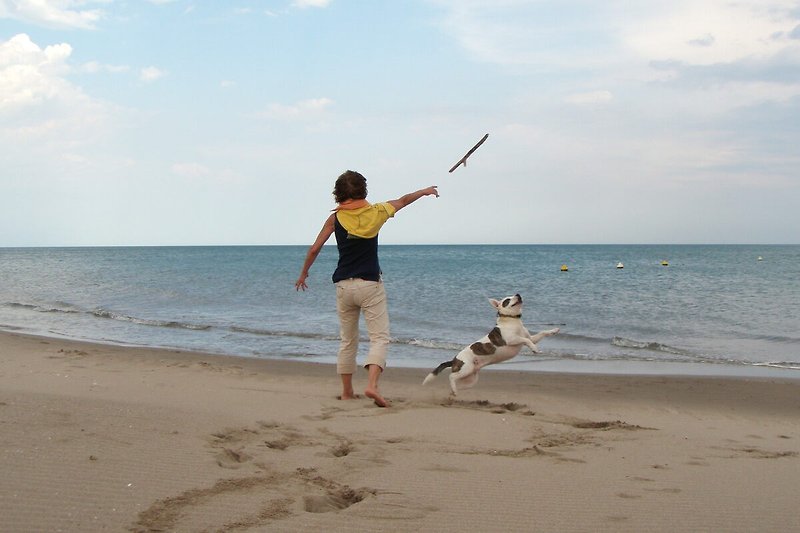 Der Strand ist links von der Kitesurfschule für Hunde erlaubt.