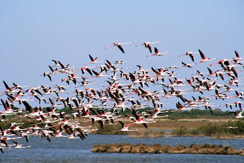 Flamingos oft zu Gast in den Etangs