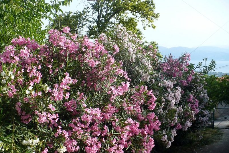 Ferienhaus ELIKONAS in Kerinia - Herr F. Vögele