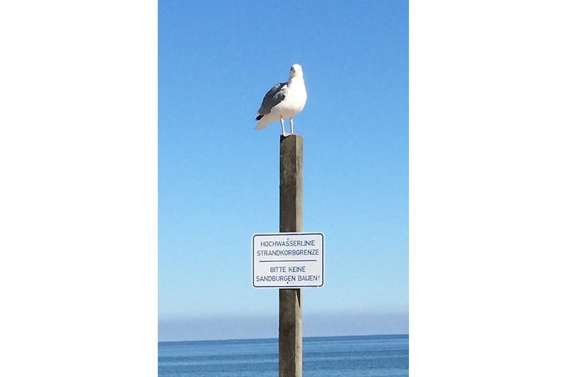 Surveillance de la plage