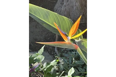 Casa di vacanza "VILLA GÖYNÜK