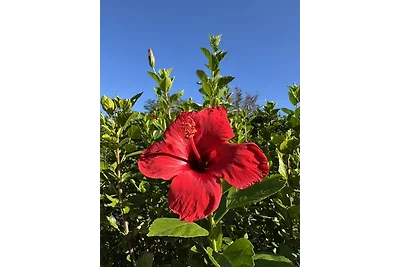 Casa di vacanza "VILLA GÖYNÜK