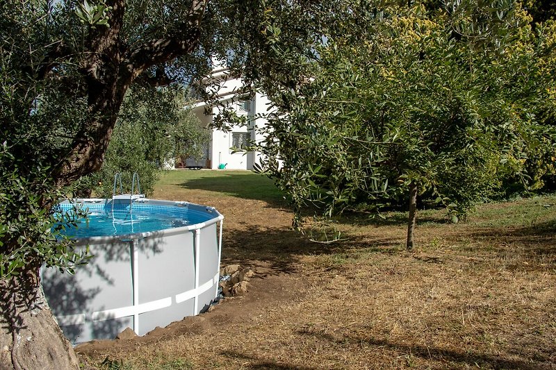 Swimming Pool in idyllischem Garten mit Olivenbäumen.
