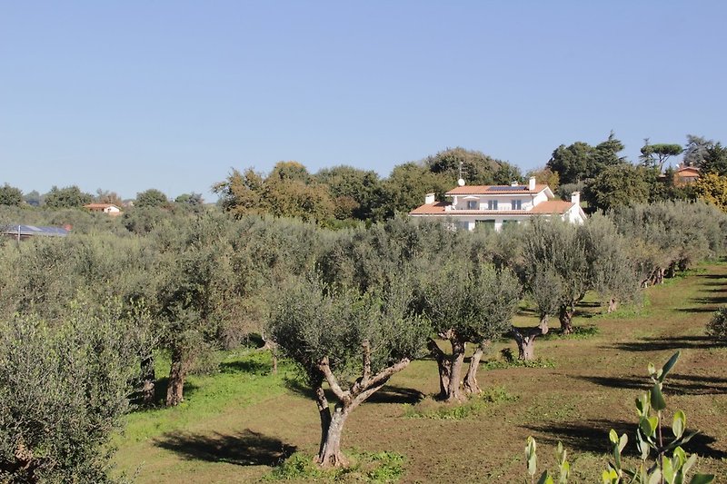 Unser Olivenhain, mit Ferienhaus