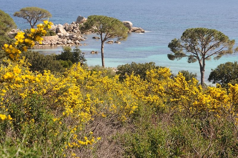 Excursion to Palombaggia - especially an experience in spring.