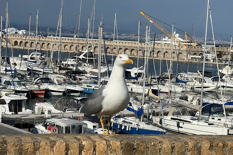 Seagull on the  old remparts above the harbour