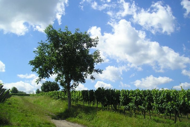 A solo unos kilómetros de distancia - la ruta del vino