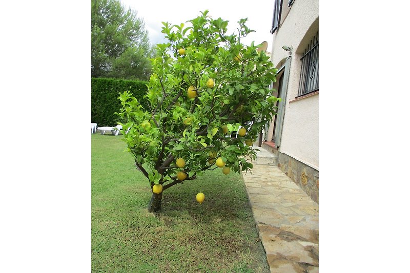 Unser Zitronenbaum