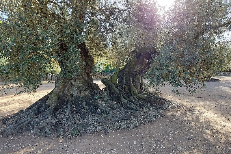 1000-jährige Olivenbäume in Godal