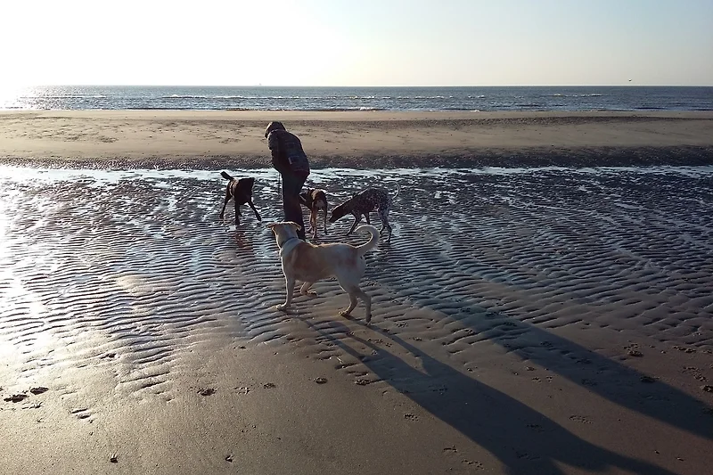 Hunde sind am allgemeinen Strand und im Haus kostenlos willkommen