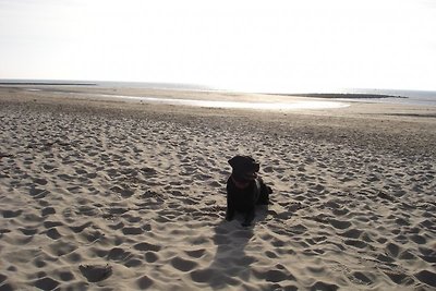 Ferienhaus vom Typ Strandperle